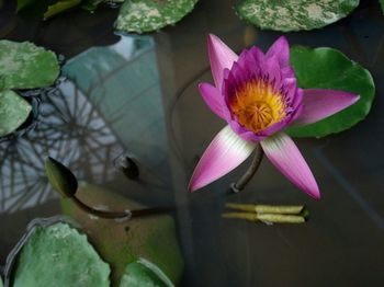 Close-up of lotus water lily in pond