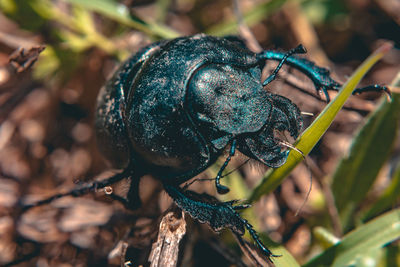 Close-up of insect on plant