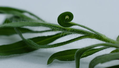 Close-up of green leaves on white background