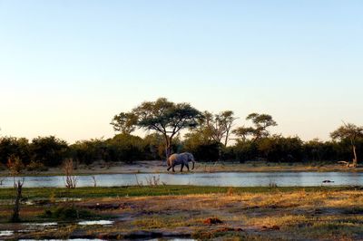 Elephant on field against sky during sunset