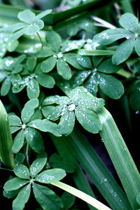 Close-up of water drops on leaf