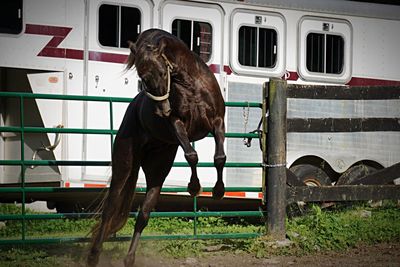 Brown horse rearing at ranch against bus