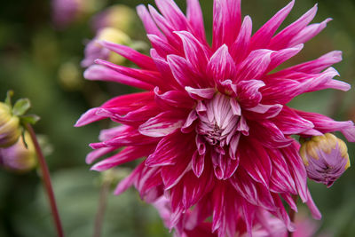 Close-up of pink flowers