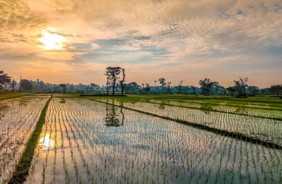 Scenic view of field against sky during sunset