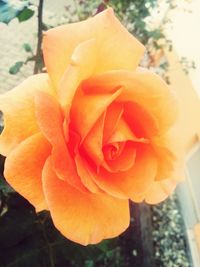 Close-up of orange rose