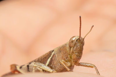 Close-up of insect