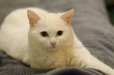 Close-up portrait of cat relaxing