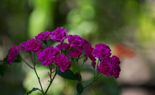 Close-up of bunch of roses