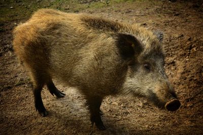 Close-up of pig standing on field