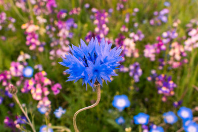 Close-up of purple flowering plant