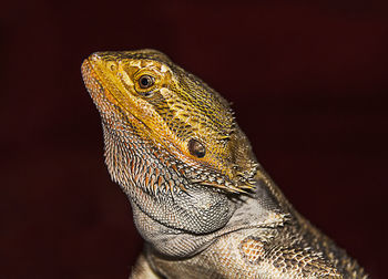 Close-up of lizard
