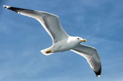 Low angle view of seagull flying against sky