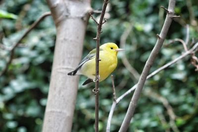 Close-up of bird perching on tree