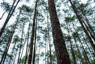 Low angle view of bamboo trees