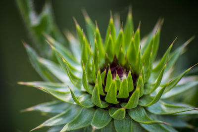 Close-up of flowering plant