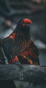 Close-up of bird perching on rock