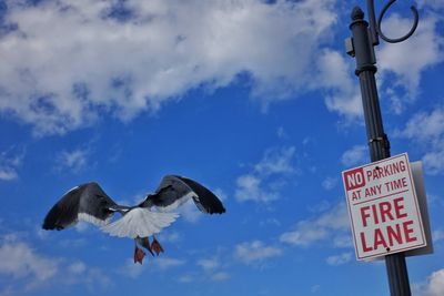 Low angle view of bird flying against sky