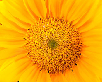 Full frame shot of yellow sunflower blooming outdoors