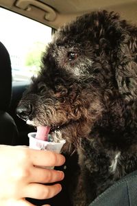 Close-up of man holding dog