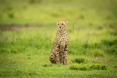 Cheetah sits on short grass staring ahead