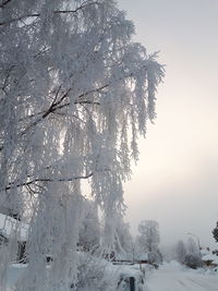 Trees on snow covered landscape