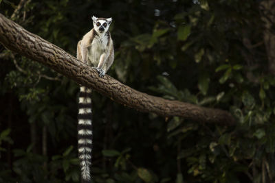 Portrait of tiger sitting on tree