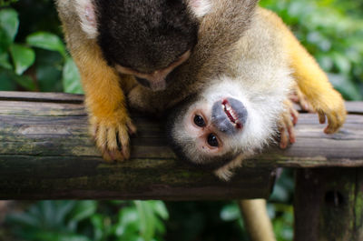 Close-up of monkey sitting on wood