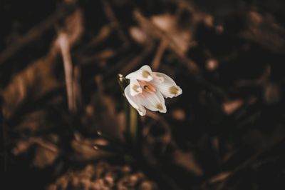 Close-up of white flowering plant on field