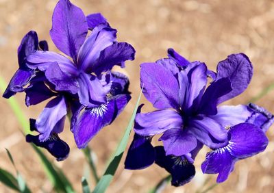 Close-up of purple flowers blooming outdoors