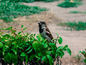 Close-up of bird perching on plant