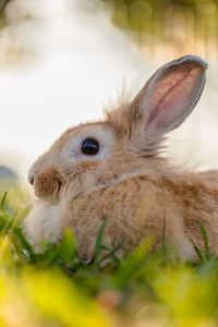 Close-up of rabbit on field