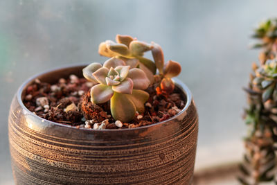 Close-up of potted plant