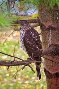 Close-up of owl perching on tree