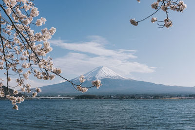 Low angle view of cherry blossoms against sky