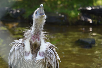 Close-up of bird