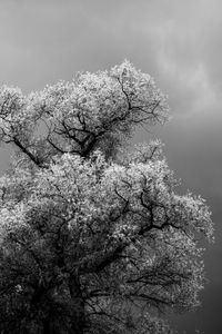 Low angle view of cherry blossom against sky