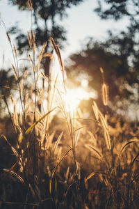 Close-up of stalks in field against sunset sky