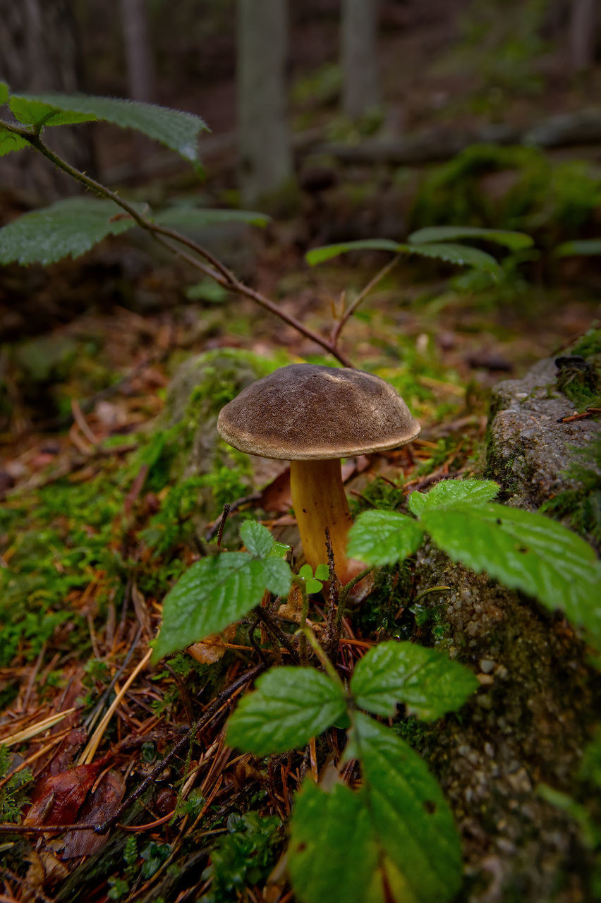 forest, fungus, mushroom, plant, woodland, nature, growth, natural environment, vegetable, food, green, land, leaf, autumn, tree, rainforest, beauty in nature, toadstool, no people, plant part, moss, close-up, food and drink, day, jungle, freshness, flower, edible mushroom, selective focus, penny bun, outdoors, focus on foreground, fragility, tranquility, soil, field