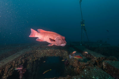 Fish swimming in sea