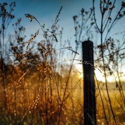 Close-up of silhouette plants on field against sky