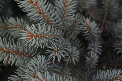 Close-up of needle bush during winter