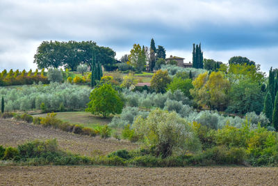 Scenic view of field against sky