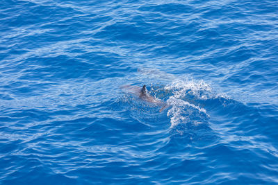 High angle view of whale swimming in sea