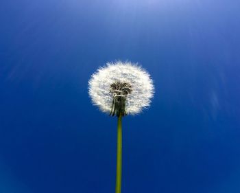 Low angle view of dandelion seed against blue sky