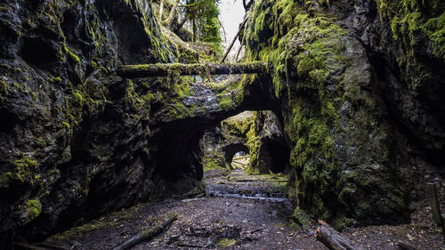 Walkway amidst trees in forest