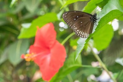 Close-up of butterfly pollinating on flower