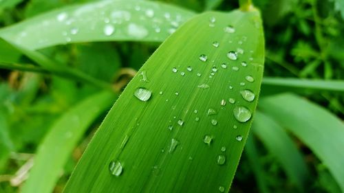 Close-up of water drops on leaves