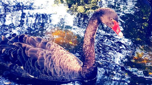 Swan swimming in lake