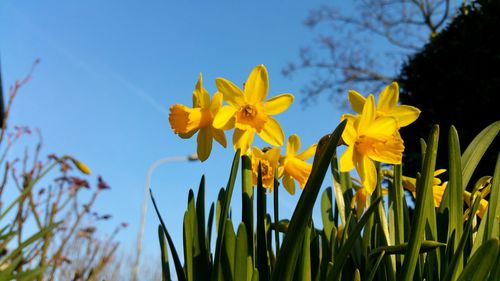 Close-up of flowers blooming in field