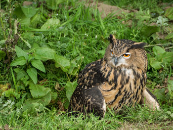 Portrait of bird on field